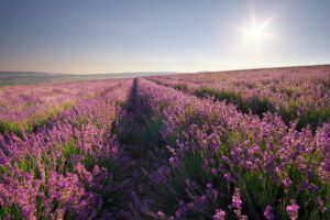 Lavender Waves Farm has quickly become a must-visit destination in Southern Rhode Island for those seeking a peaceful retreat and a taste of rural life.